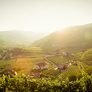 Weingut Johann Donabaum, Spitz